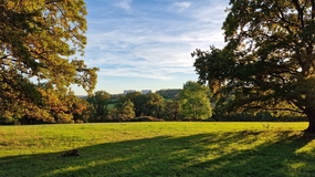 蓝色天空绿色树林草地风景摄影图片